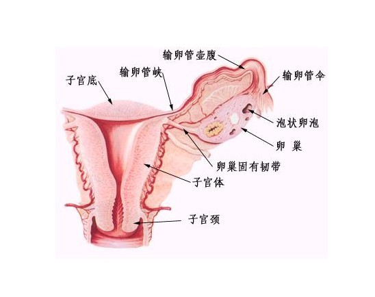 卵巢囊肿对女性的迫害不容疏忽