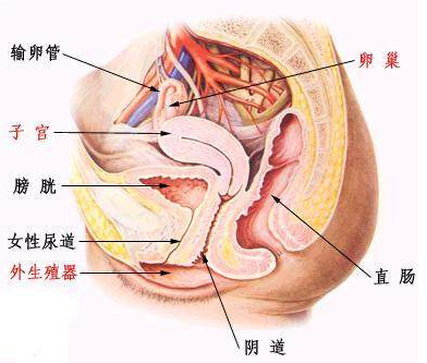 如何预防阴道炎复发呢